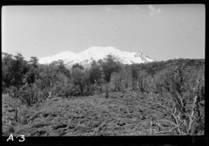 View across trees to Mount Ruapehu, Taupo District