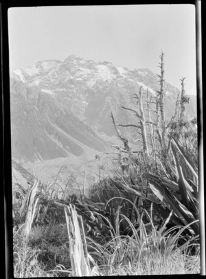View over flax plants to mountains with moraine deposits at base, near Lyell Glacier, Southern Alps, Canterbury Region