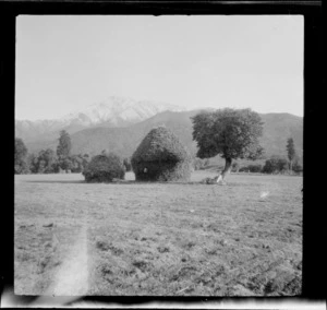Haystacks in a paddock, mountains beyond, Peel Forest, Timaru District