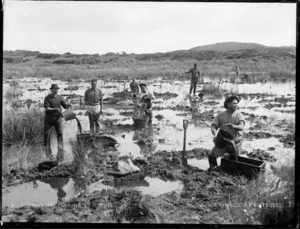 Gum diggers digging in swamps