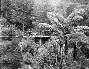 Botanical Gardens, Wellington