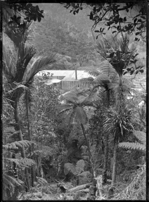 View of the Piha Mill through native bush, with tree ferns and nikau palms in the foreground.