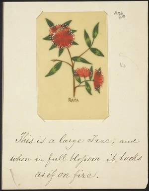 [Artist unknown] :[Views in New Zealand by Wanganui artists]. 14. Rata. This is a large tree, and when in full bloom it looks as if on fire. [1883 or later]