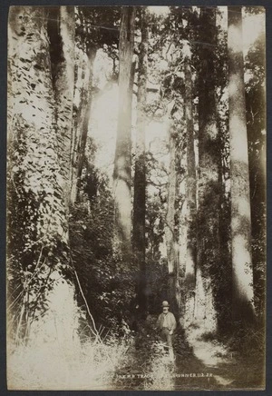 Ring, James 1857-1939 :Photograph of an unidentified man on the [NZMR] track, Lake Brunner