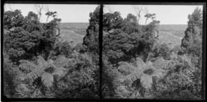 Native bush, featuring tree fern, Motohou Station, Brunswick, Whanganui Reigon