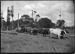 A bullock team at Christie's Bush, near Christie's Mill, Hikurangi, 1911.