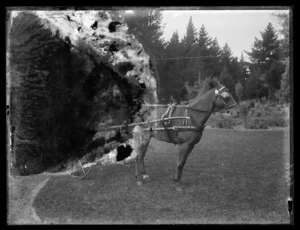A horse-drawn carriage on a lawn, probably Christchurch Region