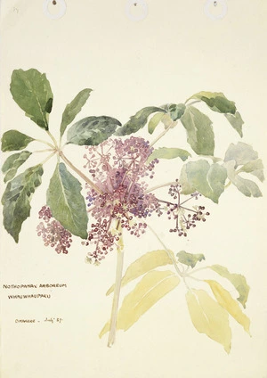 Holdsworth, Alice Mabel, 1878-1963 :Nothopanax arboreum. Whauwhau paku, Omakere, July 1937.