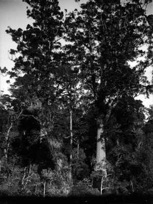 Kauri trees in bush, Northland region