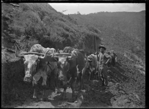 Bullock team and bullocky on hillside, near Piha.