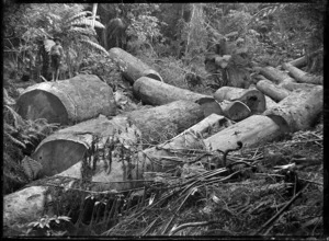 Felled kauri logs lying in bush, near Piha.