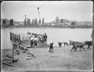 Transporting sheep over the Uawa River at Tolaga Bay