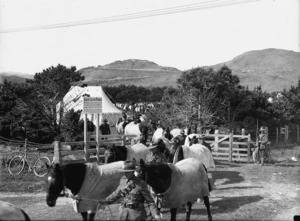Horses at Seatoun Military Camp, Wellington