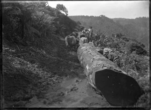 Bullock team hauling a kauri log in the bush near Piha.