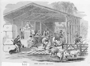 Illustrated Sydney News :[Shearing sheep by hand] 1864