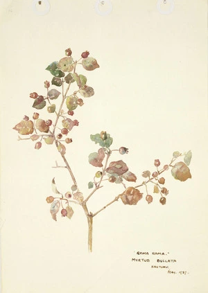 Holdsworth, Alice Mabel, 1878-1963 :Rama rama; myrtus bullata. Hauturu, May 1937.