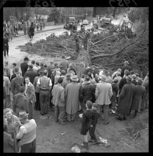 Crowd watching men felling redwood tree, Upper Hutt