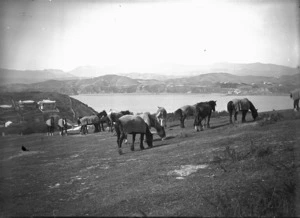 Horses, Hataitai, Wellington