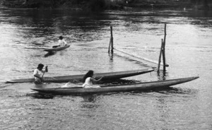 Maori canoe hurdle racing, location unidentified
