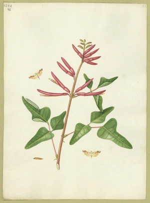 Abbot, John, 1751-1840 :Purple shaded magpye. [ca 1818]