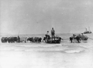 Bullock drawn wagon at the waters edge at Waimarama, after loading wool bales on to a row boat