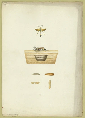 Abbot, John, 1751-1840 :Mason fly. [ca 1818]