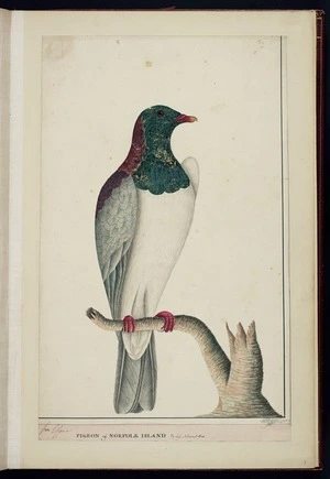 Raper, George, 1769-1797: Pigeon of Norfolk Island 1/3 Less Natural Size. Geo. Raper. 1790 [Norfolk Island pigeon (Hemiphaga novaeseelandiae spadicea)]
