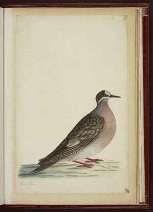 Raper, George, 1769-1797: [Common bronzewing (Phaps chalcoptera)]