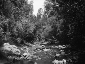 Kaiwharawhara Stream and surrounding bush, Kaiwharawhara, Wellington