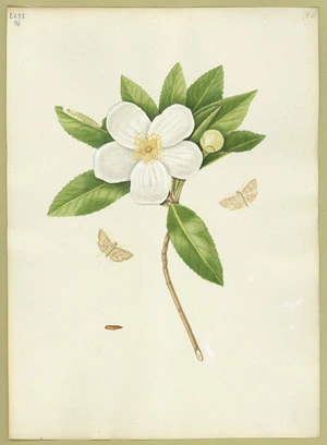 Abbot, John, 1751-1840 :Bay moth. [ca 1816-1818]