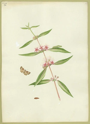 Abbot, John, 1751-1840 :Pale waved looper moth. [ca 1820]