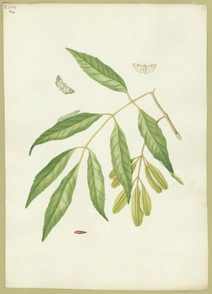 Abbot, John, 1751-1840 :Swamp ash magpye. [ca 1818]