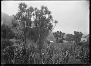 Cabbage trees and flax bushes