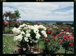 View of a garden called `Atarangi,' Papakura, Auckland