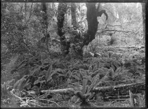 Prince of Wales ferns in native bush at Mamaku.