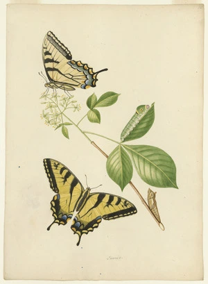 Abbot, John, 1751-1840 :Papilio turnus. [Between 1816 and 1818]