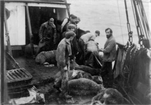 Men and sheep on board the deck of an unidentified ship