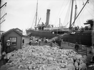 Sheep on a Nelson wharf, alongside the ship Rotomohana