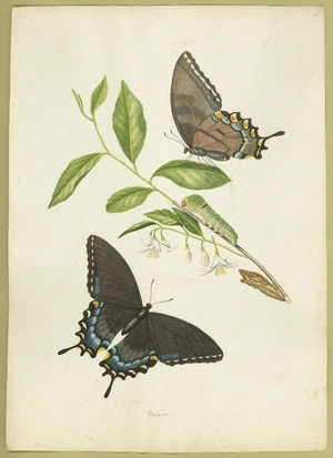 Abbot, John, 1751-1840 :Papilio glaucus. [ca. 1816-1818]