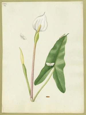 Abbot, John, 1751-1840 :Small white moth. [ca 1818]
