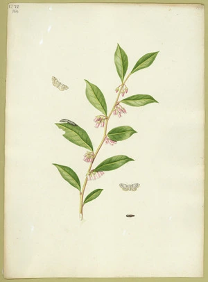 Abbot, John, 1751-1840 :Small grey moth. [ca 1818]