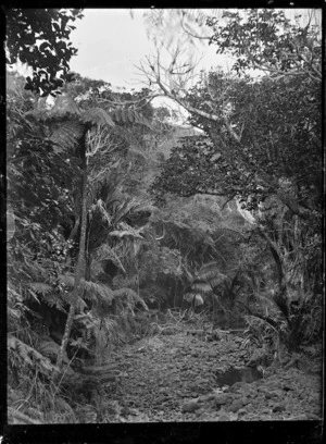 Bush scene with Maori Creek (Northland District) in centre foreground.