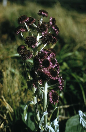 Photograph of a natural Pleurophyllum species hybrid, Campbell Island
