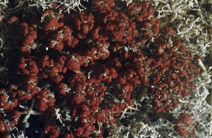 Photograph of a lichen (Cladia species), Campbell Island