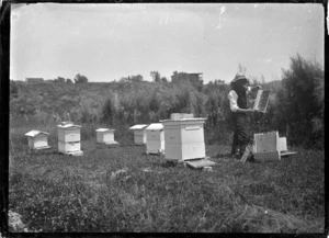 Apiary belonging to A P Godber at Silverstream, 1921.