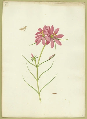Abbot, John, 1751-1840 :Small rufous moth. [ca 1818]