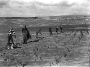 Men planting marram grass on sand dunes in the Northland region