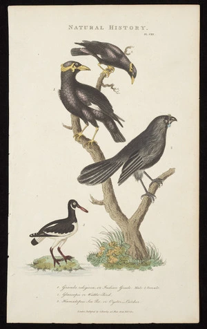 Artist unknown :Natural history, pl. CXX. 1. Gracula religiosa or Indian gracle male & female; 2 Glancopis or wattle-bird; 3. Hoematopus, sea-pie or oyster-catcher. London, published by G Kearsley, 46 Fleet Street, Feby. 1810.