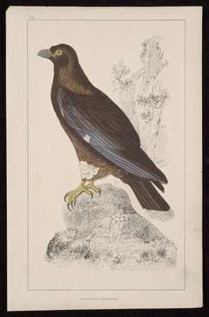 Artist unknown :[New Zealand caracara. Plate] XX. A Fullarton & Co., London & Edinburgh [1830-1857?]