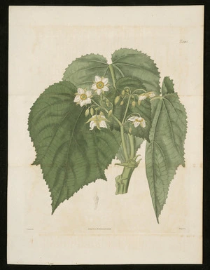 Curtis, John, 1791-1862 :[Entelea arborescens. New Zealand entelea]. N2480. J Curtis del. Pub. by S Curtis, Walworth, April 1 1824. Weddell sc.